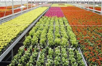 达州市万亩花卉苗木产业开发项目