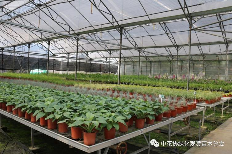 公司花卉苗木生产基地占地面积近2600亩,拥有4万平方米智能化温室,5万